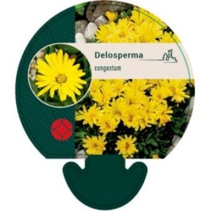 Middagsblomst
