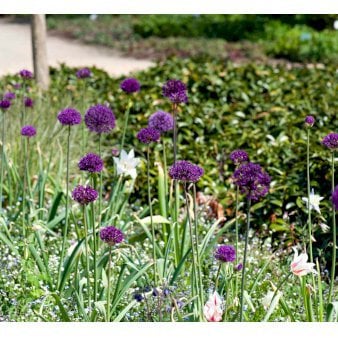 Prydløg Purple Sensation'