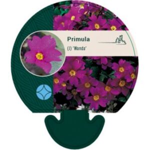 Pudeprimula
