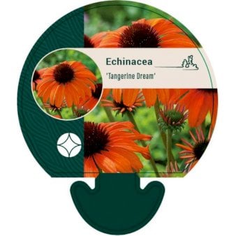 Purpursolhat