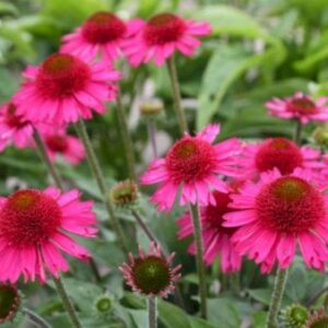Purpursolhat 'Delicious Candy' 1 liter potte