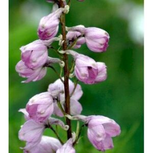 Ridderspore 'Astolat'