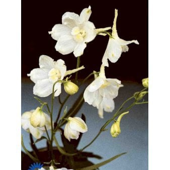 Ridderspore 'Casa Blanca'