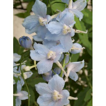 Ridderspore 'Cliveden Beauty'