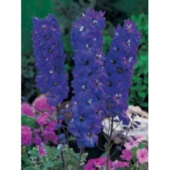 Ridderspore 'King Arthur'