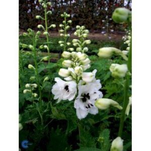 Ridderspore 'Magic Fountain' Hvid