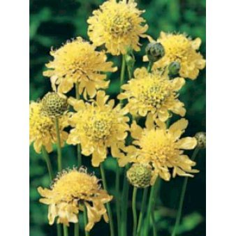 Scabiose