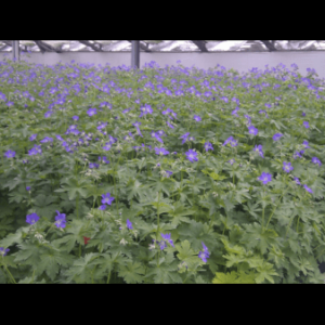 Skov Storkenæb 'Mayflower'