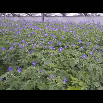 Skov Storkenæb 'Mayflower'