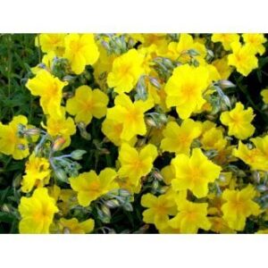 Soløje 'Golden Queen'