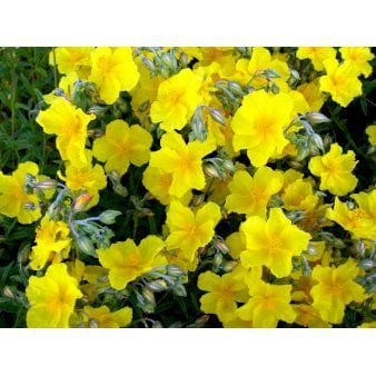 Soløje 'Golden Queen'