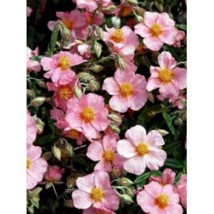 Soløje 'Lawrensons Pink'