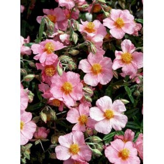 Soløje 'Lawrensons Pink'