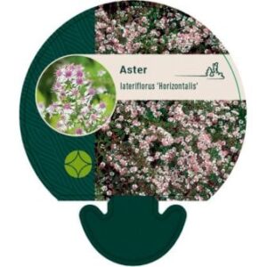 Sommerens farvel 'Horizontalis'