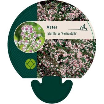 Sommerens farvel 'Horizontalis'