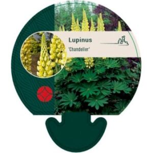 Staudelupin