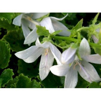 Stjerneklokke 'E. H. Frost'