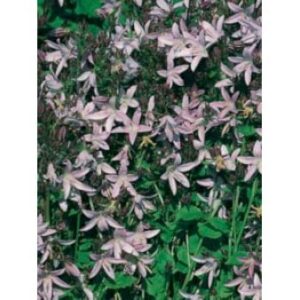 Stjerneklokke 'Lisduggan Variety'