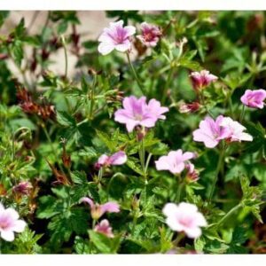 Storkenæb 'Rose Clair'