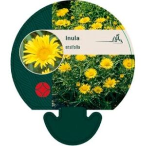 Sværdalant